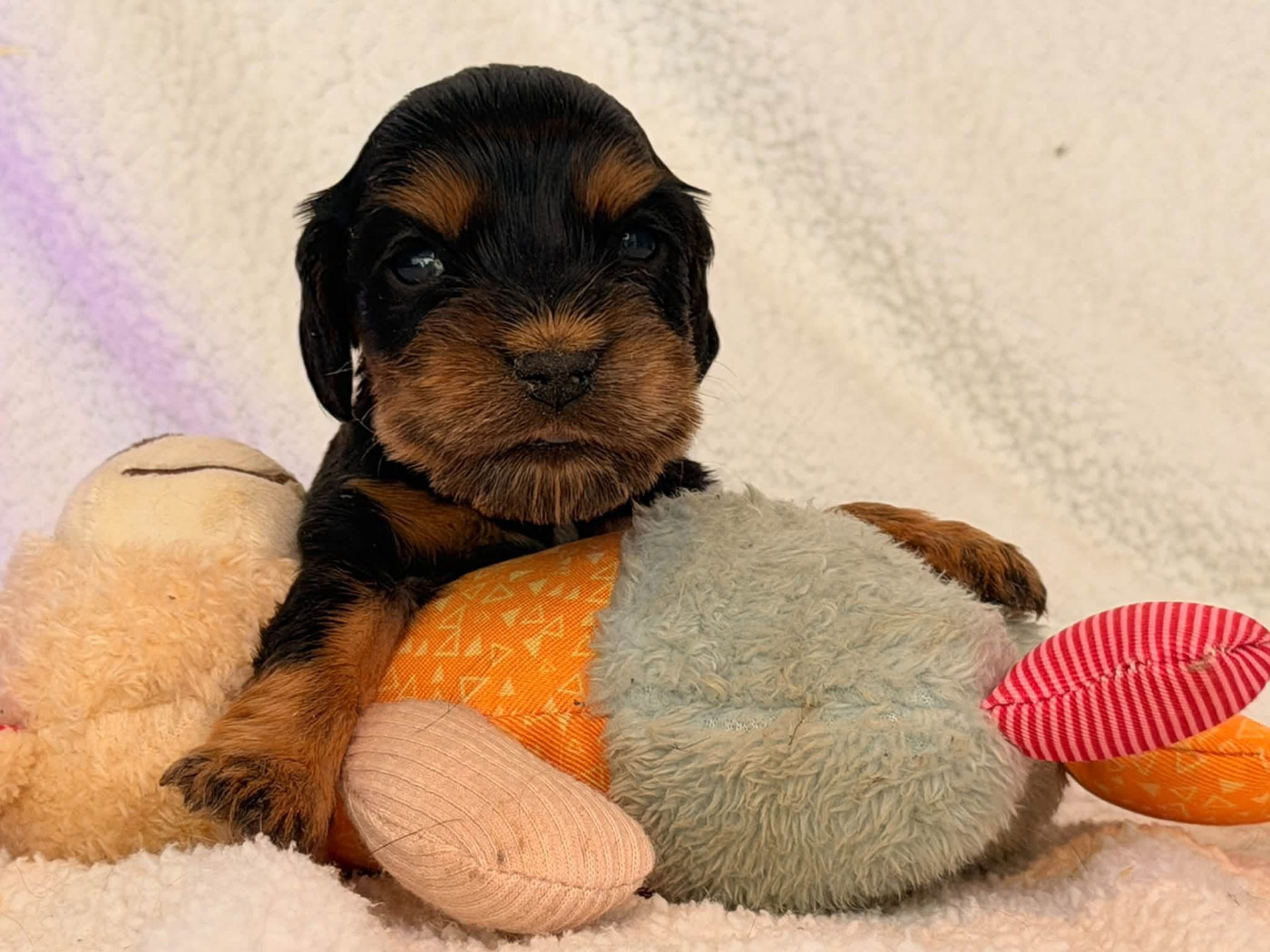 Des Hurlevents De Nuas - Chiots disponibles - Cocker Spaniel Anglais