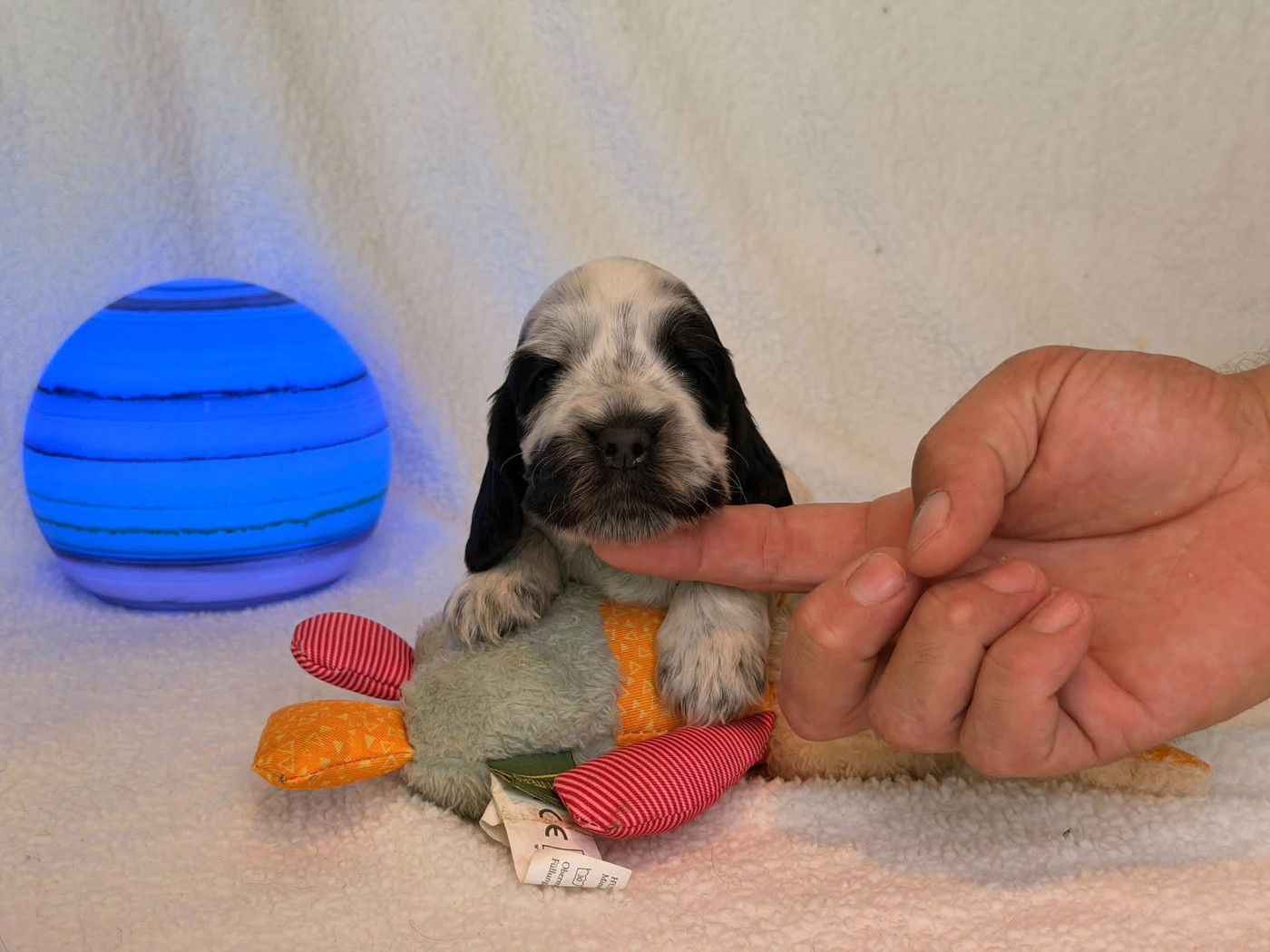 Des Hurlevents De Nuas - Chiots disponibles - Cocker Spaniel Anglais