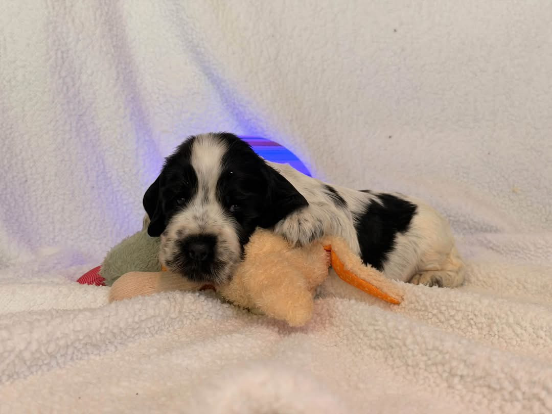 Des Hurlevents De Nuas - Chiots disponibles - Cocker Spaniel Anglais