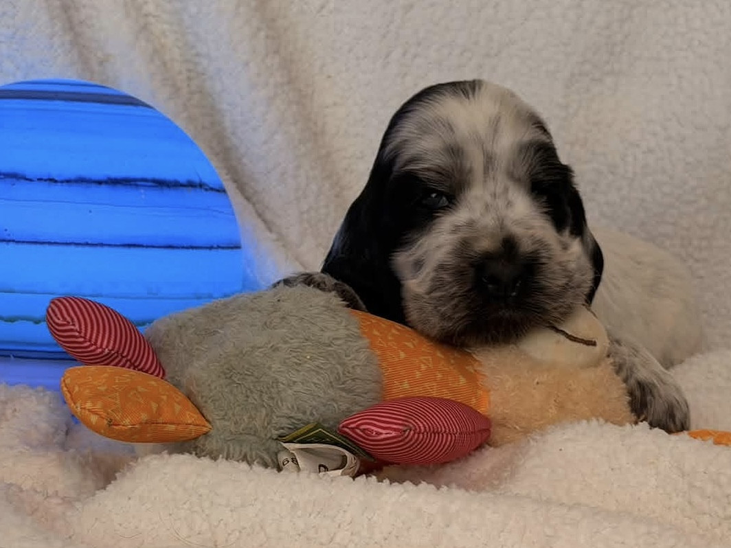 Des Hurlevents De Nuas - Chiots disponibles - Cocker Spaniel Anglais
