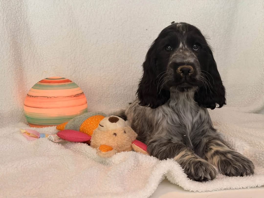Des Hurlevents De Nuas - Chiots disponibles - Cocker Spaniel Anglais