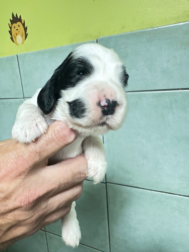 Des Hurlevents De Nuas - Chiots disponibles - Cocker Spaniel Anglais