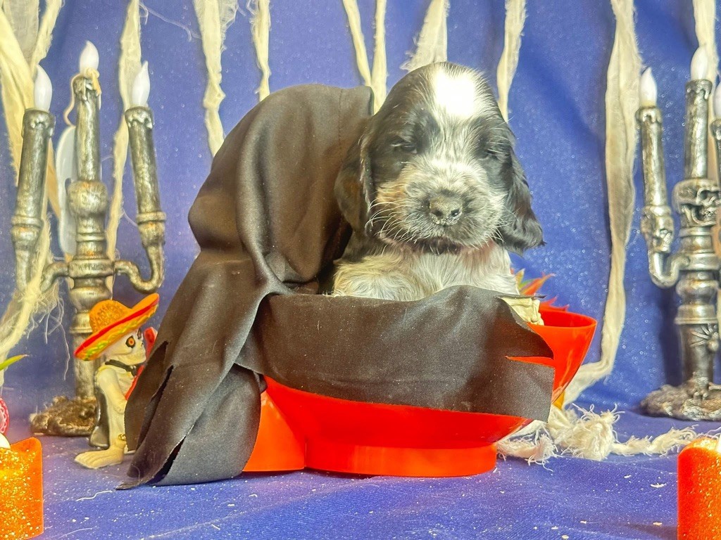 Des Hurlevents De Nuas - Chiots disponibles - Cocker Spaniel Anglais