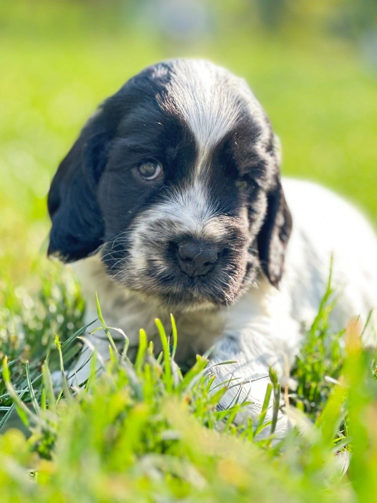 Des Hurlevents De Nuas - Chiots disponibles - Cocker Spaniel Anglais