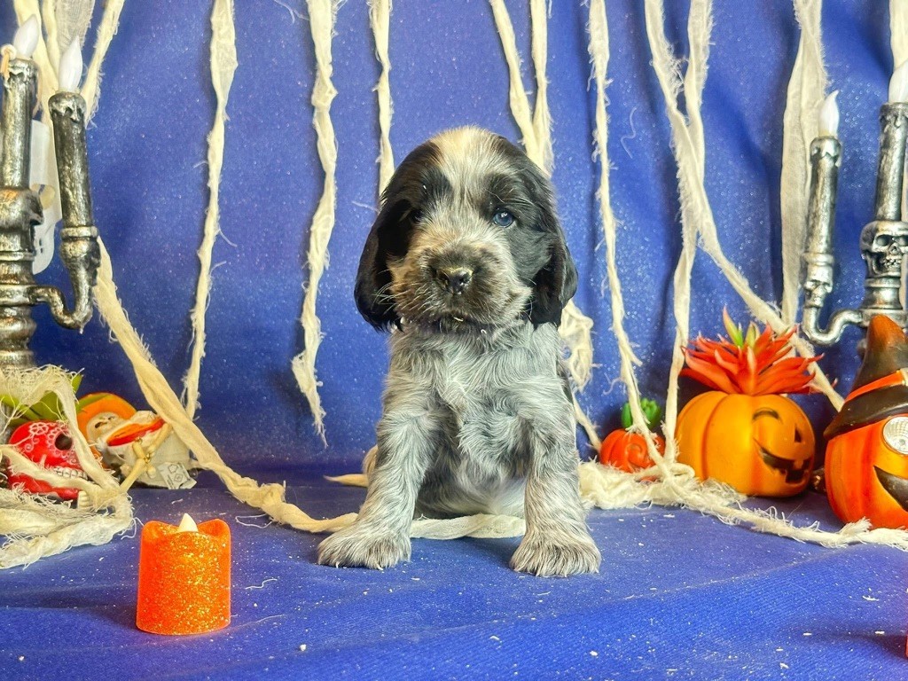 Des Hurlevents De Nuas - Chiots disponibles - Cocker Spaniel Anglais