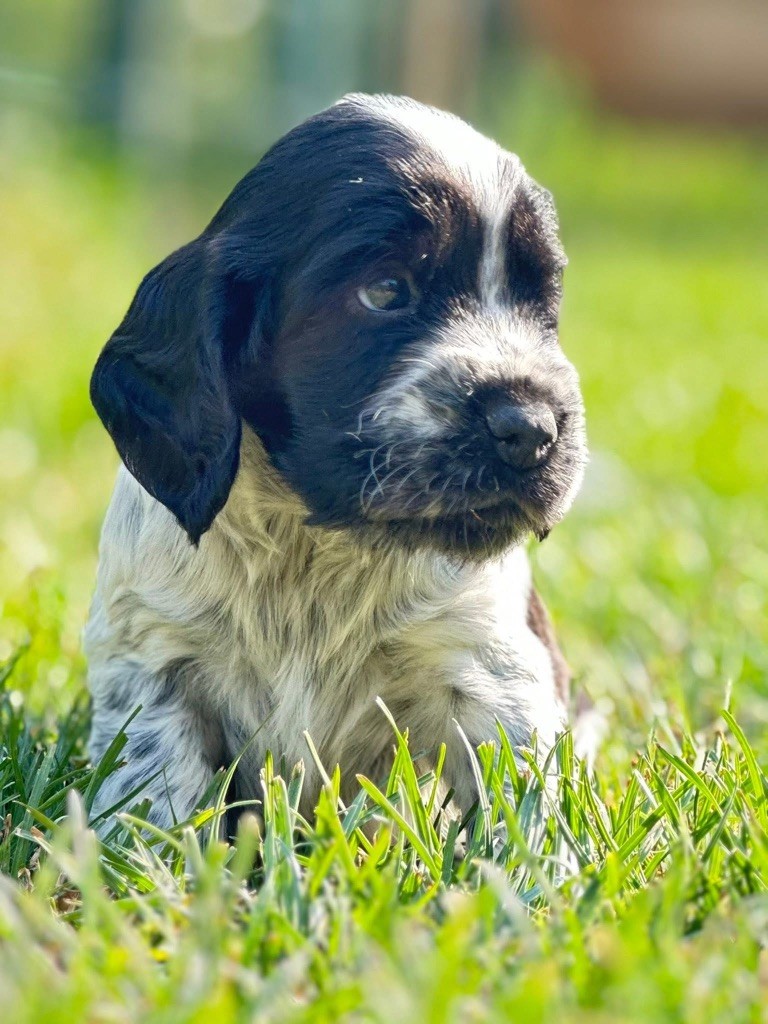 Des Hurlevents De Nuas - Chiots disponibles - Cocker Spaniel Anglais
