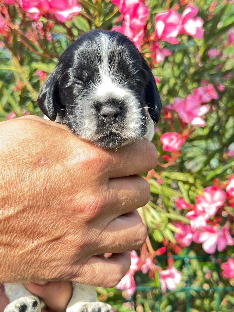 Des Hurlevents De Nuas - Chiots disponibles - Cocker Spaniel Anglais
