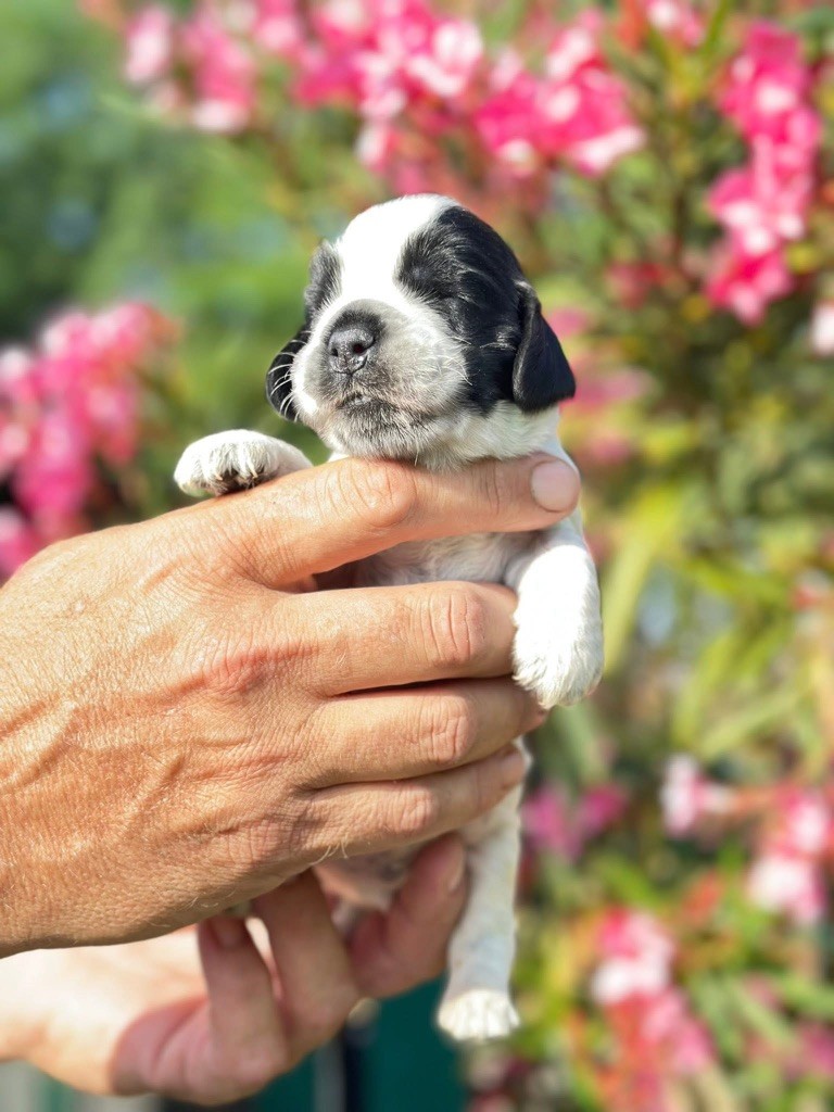 Des Hurlevents De Nuas - Chiots disponibles - Cocker Spaniel Anglais