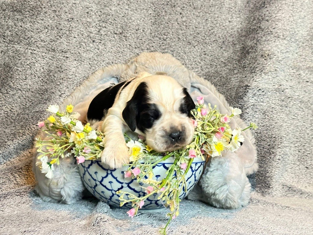 Des Hurlevents De Nuas - Chiots disponibles - Cocker Spaniel Anglais