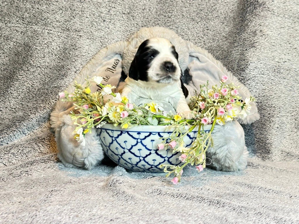 Des Hurlevents De Nuas - Chiots disponibles - Cocker Spaniel Anglais