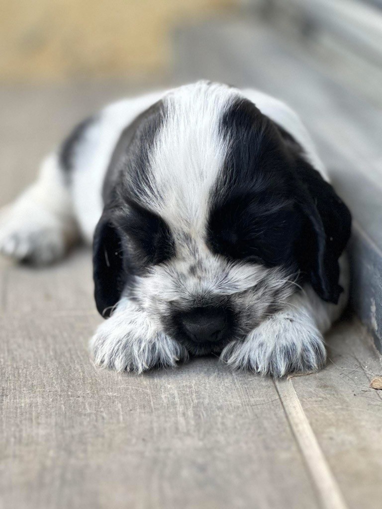 Des Hurlevents De Nuas - Chiots disponibles - Cocker Spaniel Anglais
