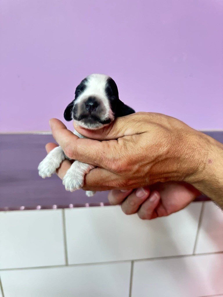 Des Hurlevents De Nuas - Chiots disponibles - Cocker Spaniel Anglais