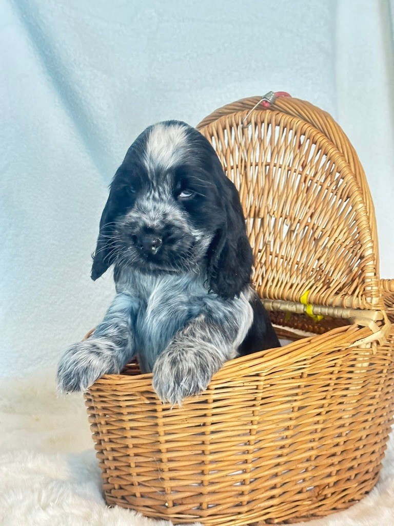 Des Hurlevents De Nuas - Chiots disponibles - Cocker Spaniel Anglais