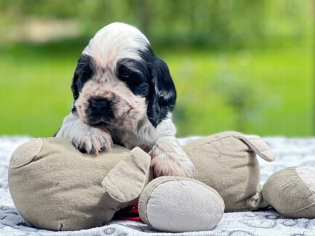 Des Hurlevents De Nuas - Chiots disponibles - Cocker Spaniel Anglais