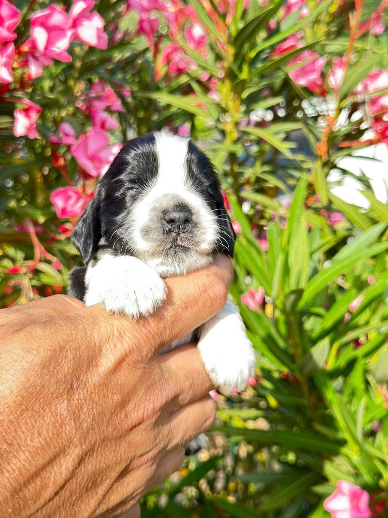 Des Hurlevents De Nuas - Chiots disponibles - Cocker Spaniel Anglais