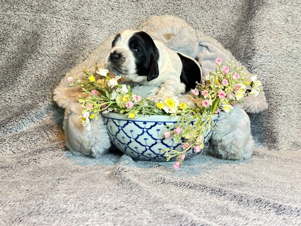 Des Hurlevents De Nuas - Chiots disponibles - Cocker Spaniel Anglais