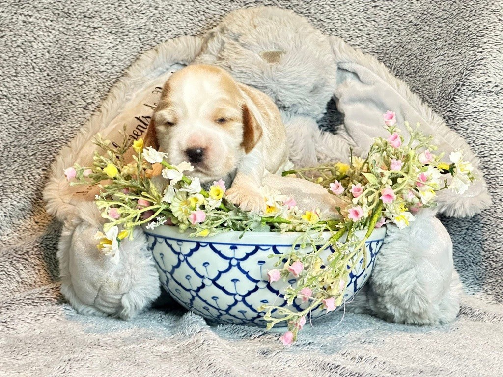 Des Hurlevents De Nuas - Chiots disponibles - Cocker Spaniel Anglais