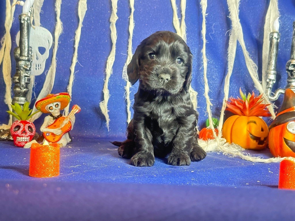 Des Hurlevents De Nuas - Chiots disponibles - Cocker Spaniel Anglais