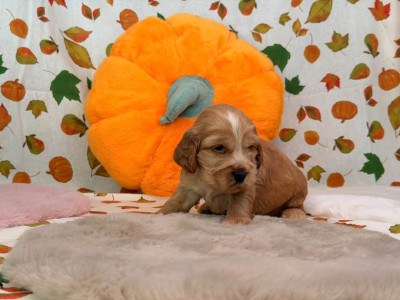 BB CHARLIE