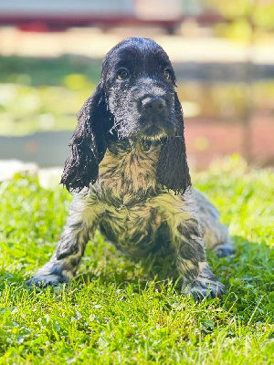 AMILTON
