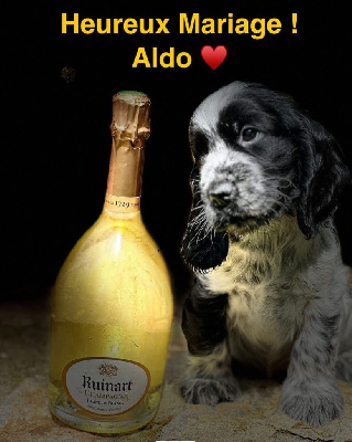 ALDO