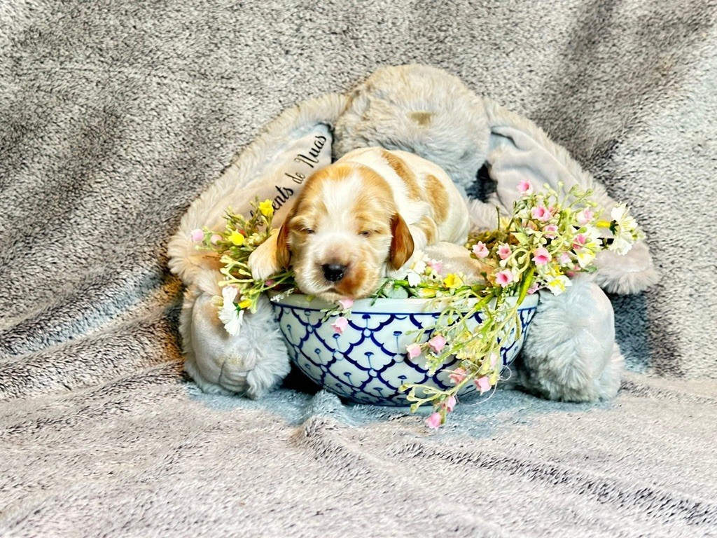 Des Hurlevents De Nuas - Chiots disponibles - Cocker Spaniel Anglais