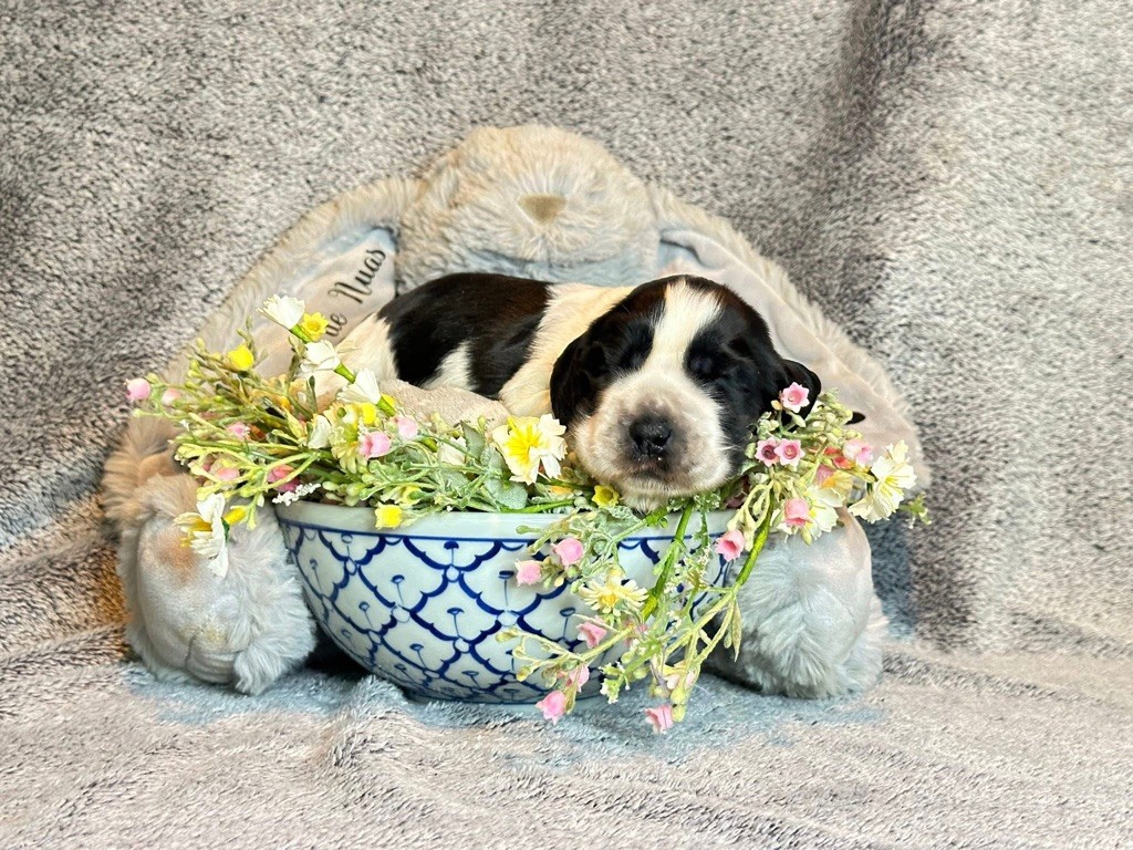 Des Hurlevents De Nuas - Chiots disponibles - Cocker Spaniel Anglais