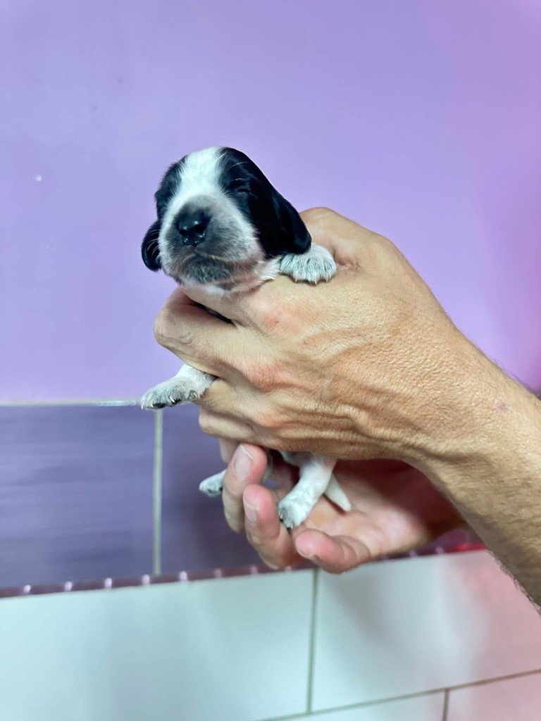 Des Hurlevents De Nuas - Chiots disponibles - Cocker Spaniel Anglais