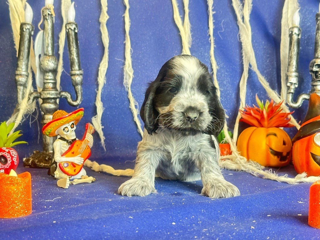 Des Hurlevents De Nuas - Chiots disponibles - Cocker Spaniel Anglais