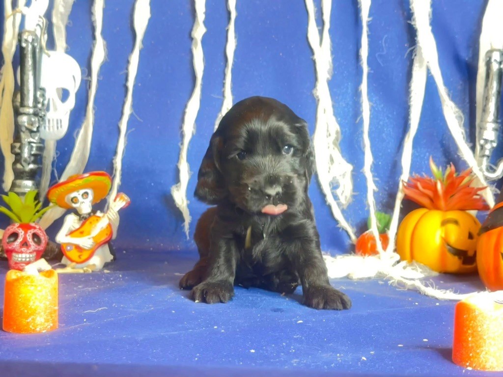 Des Hurlevents De Nuas - Chiots disponibles - Cocker Spaniel Anglais
