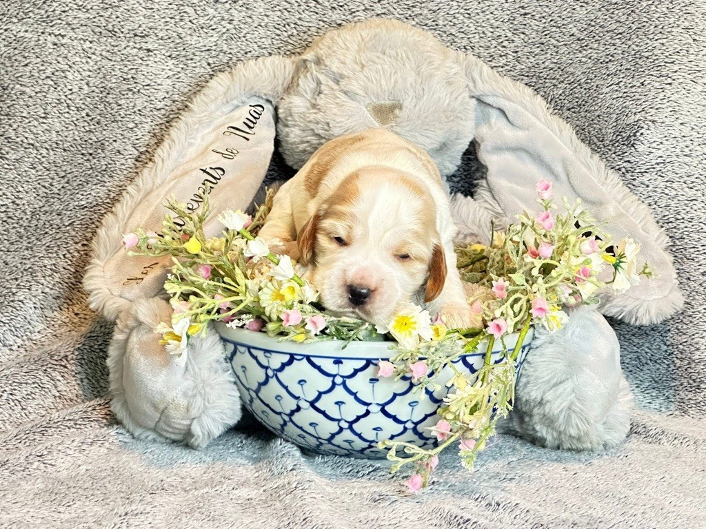 Des Hurlevents De Nuas - Chiots disponibles - Cocker Spaniel Anglais