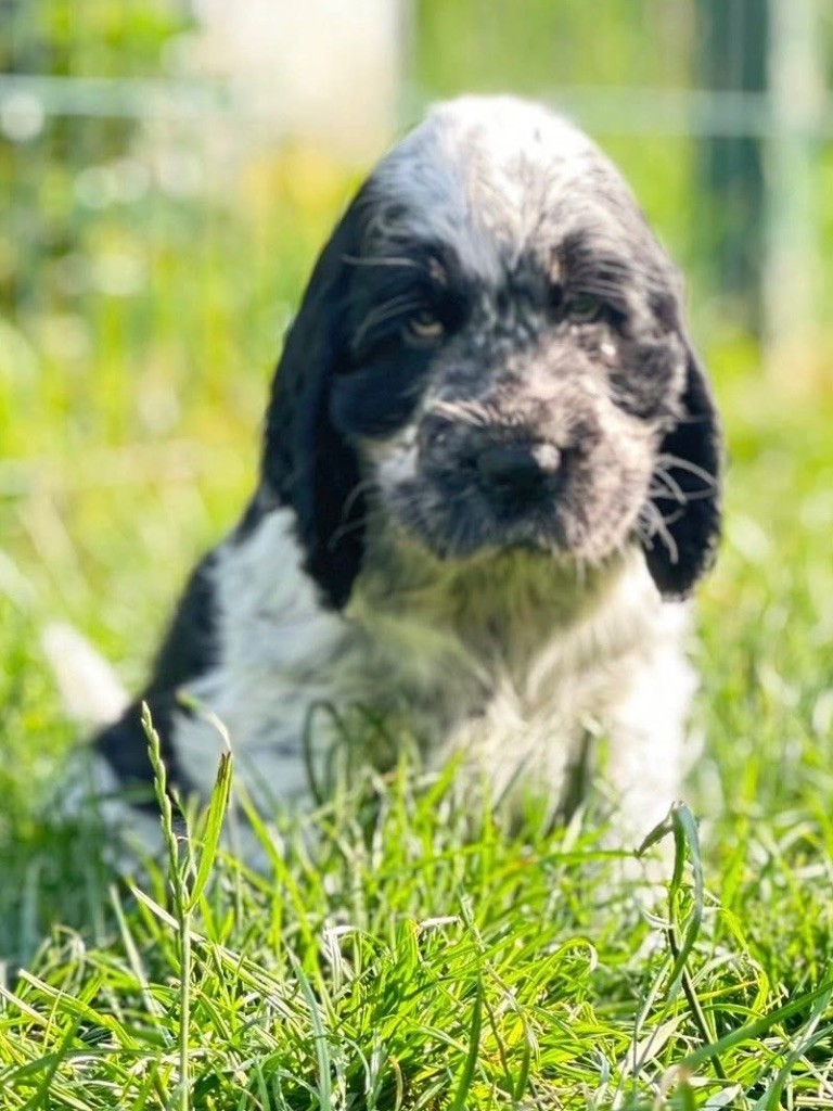 Des Hurlevents De Nuas - Chiots disponibles - Cocker Spaniel Anglais