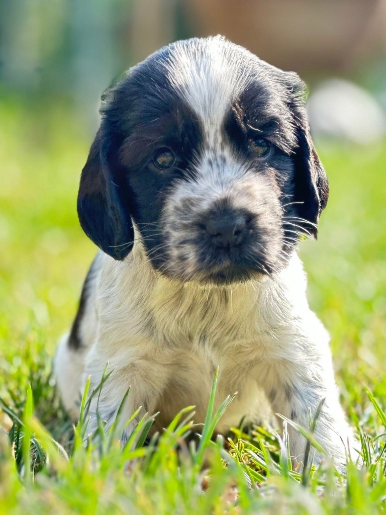 Des Hurlevents De Nuas - Chiots disponibles - Cocker Spaniel Anglais