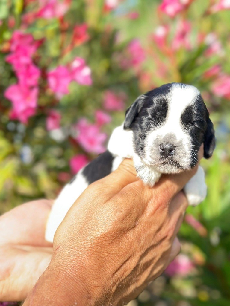Des Hurlevents De Nuas - Chiots disponibles - Cocker Spaniel Anglais