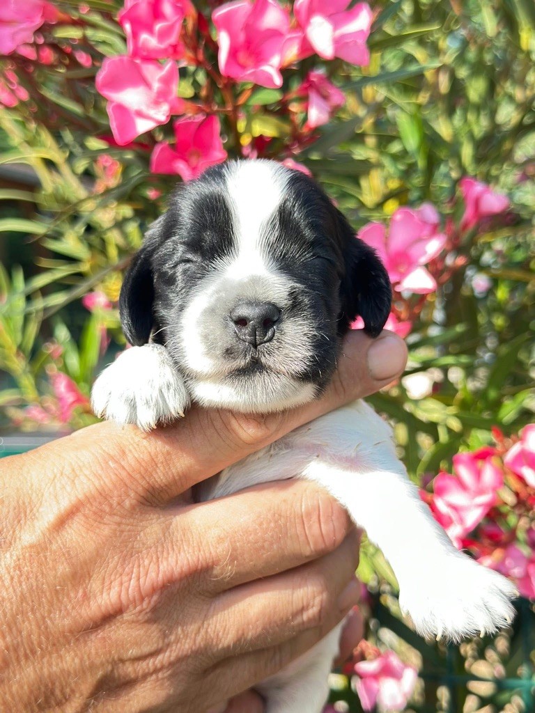 Des Hurlevents De Nuas - Chiots disponibles - Cocker Spaniel Anglais
