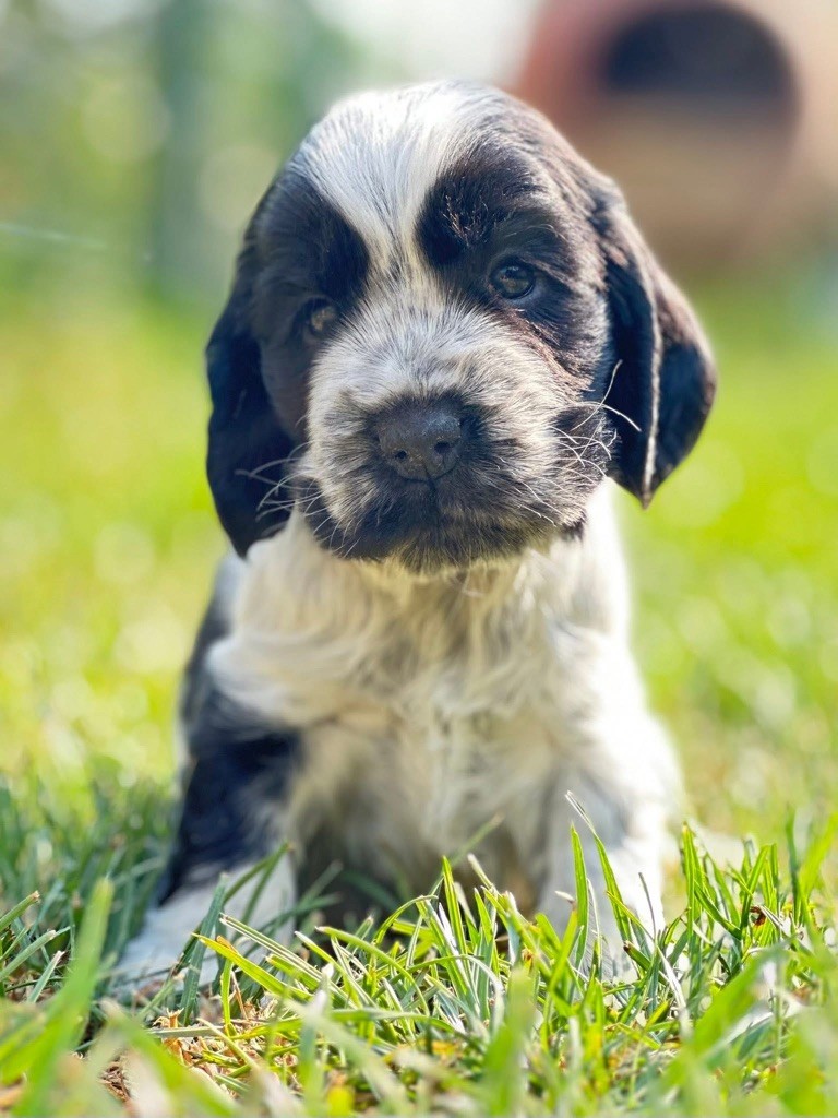Des Hurlevents De Nuas - Chiots disponibles - Cocker Spaniel Anglais