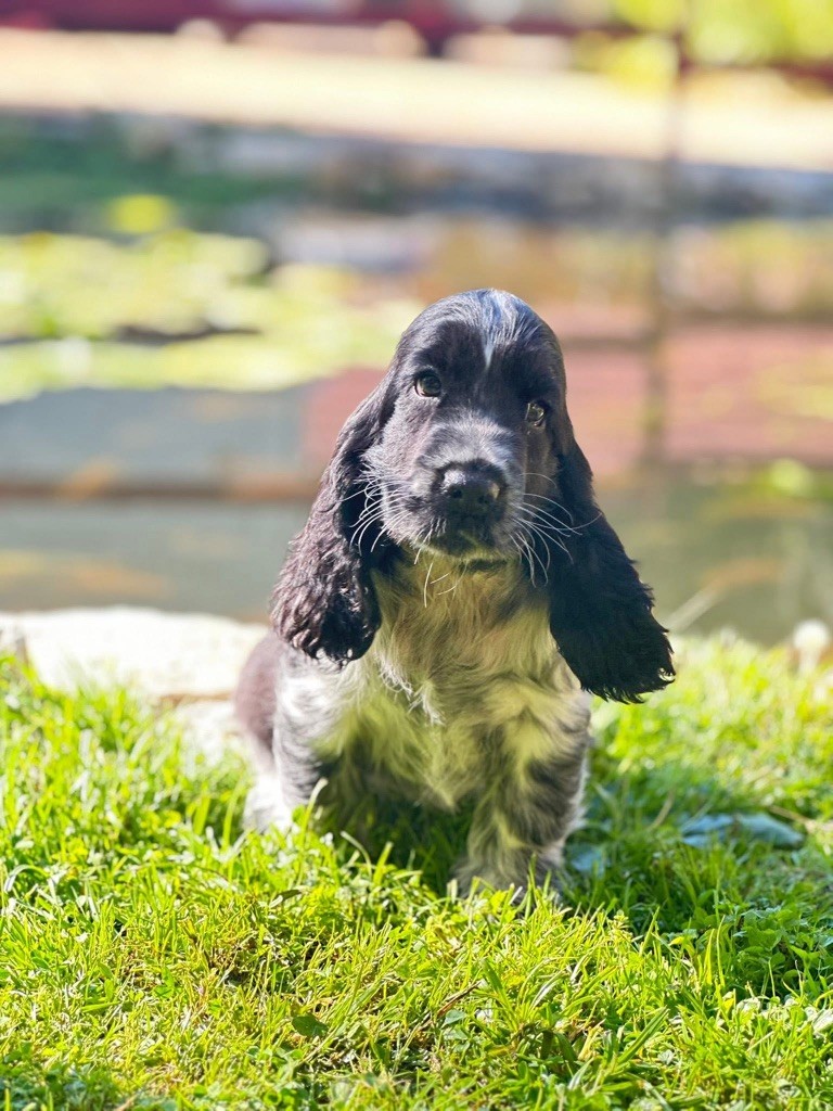 Des Hurlevents De Nuas - Chiots disponibles - Cocker Spaniel Anglais