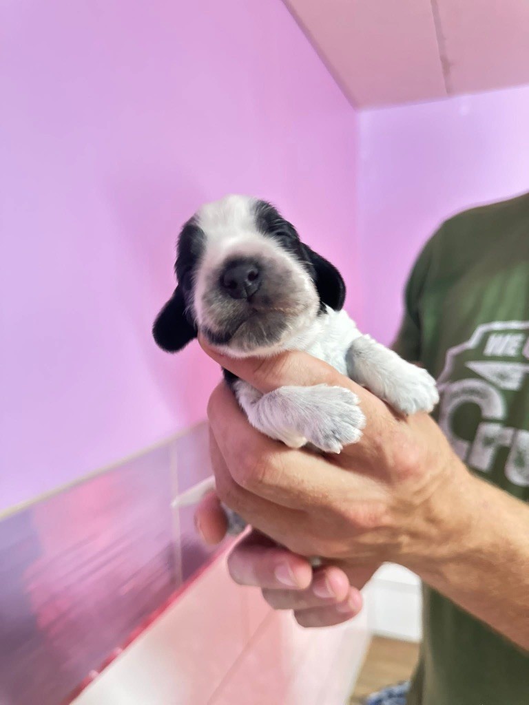 Des Hurlevents De Nuas - Chiots disponibles - Cocker Spaniel Anglais