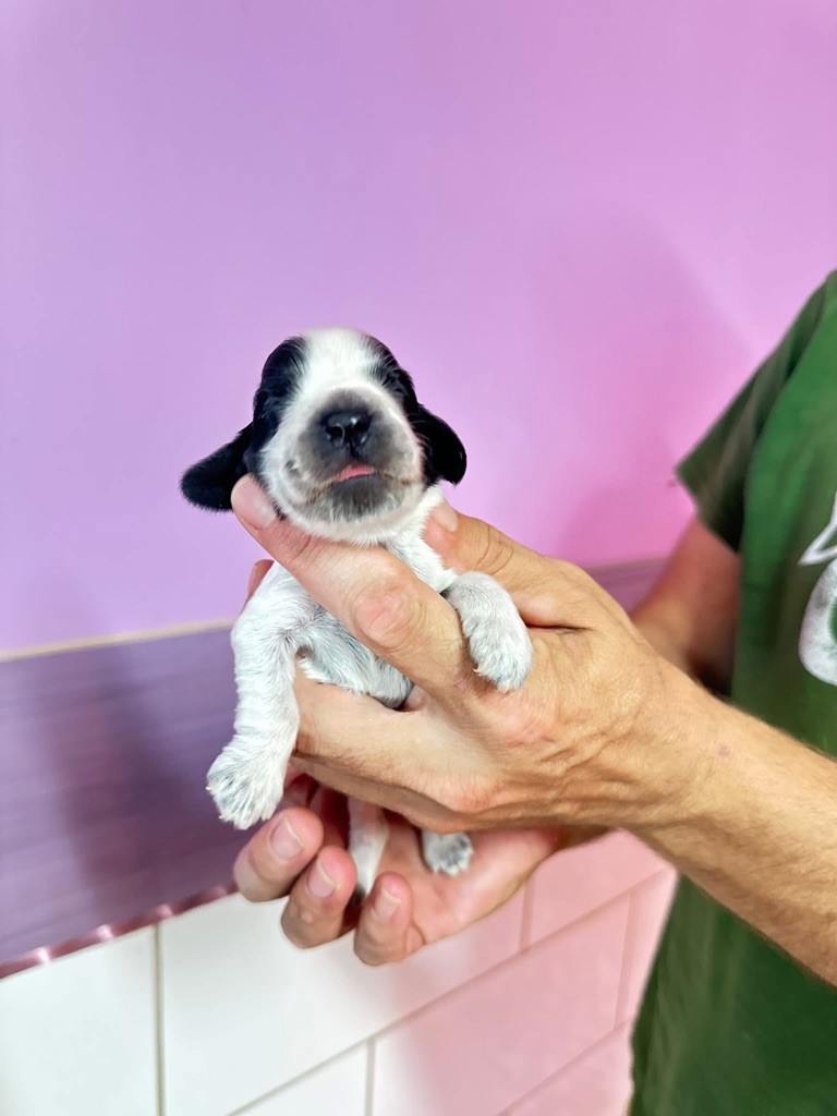 Des Hurlevents De Nuas - Chiots disponibles - Cocker Spaniel Anglais