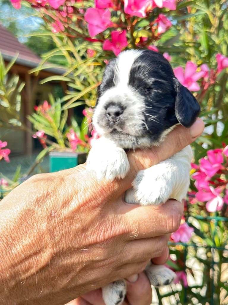 Des Hurlevents De Nuas - Chiots disponibles - Cocker Spaniel Anglais